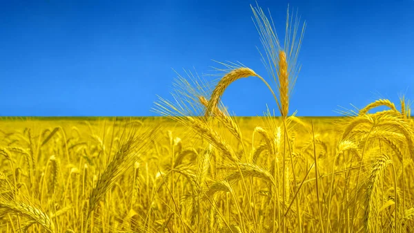 コピースペースのあるスパイクレットの黄色と青の小麦畑 自然を背景に旗の色でウクライナ 国際関係の危機 ウクライナの概念のロシアの軍事侵攻 — ストック写真