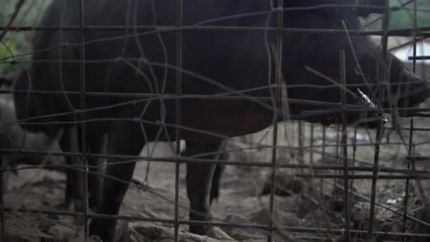 Чорна Іберійська Свинина Фермі Дивиться Через Металевий Паркан Брудним Носом — стокове відео