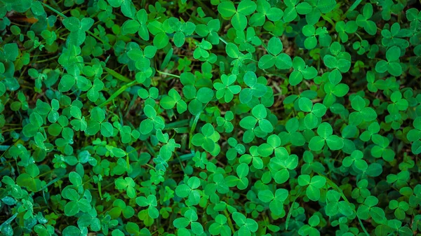 Echtes Kleeblatt Auf Grünem Shamrock Hintergrund Kleegras Textur Abstrakte Natürliche — Stockfoto