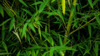 Asya bambu ormanlarına yakın, doğal arka plan. Desen için taze yeşil bambu ağaçlarının yatay dizaynı. Ebedi yeşil çiçekli bitkiler