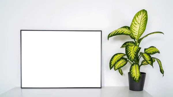 Modern panel with plant in an office room. Minimalist black frame mockup on white background for the design of advertisements. Square frame against a wall.