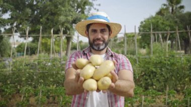 Elinde patateslerle kameraya bakıp tarlada duran modern sakallı bir çiftçinin portresi. Tarım çiftliğinde neşeli erkek işçi.