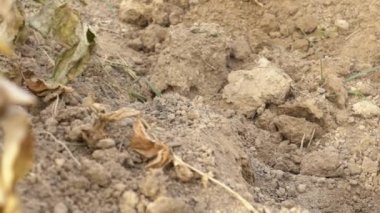 Çiftçinin tarlada patates toplamak için çapa kullanmasının yavaşlığı. Tarım çiftliğinde çapalayan erkek işçi. Topraktan taze organik patates topluyorum. Adam tarlada patates topluyor.