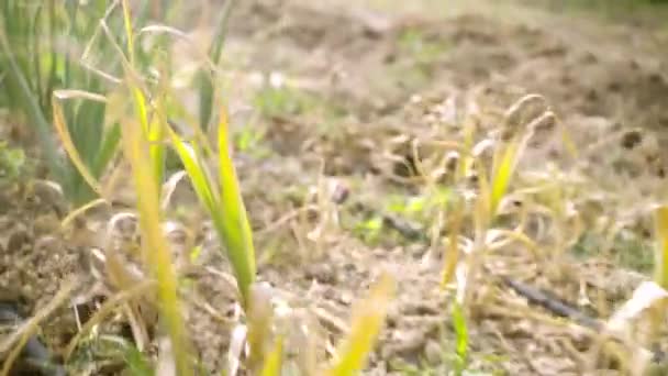 Ekologiska Grönsaker Från Jordbruket Närbild Färsk Lök Lökar Odlas Jorden — Stockvideo