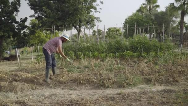 Seville Spanyol Juni 2022 Petani Menggunakan Cangkul Untuk Memetik Kentang — Stok Video