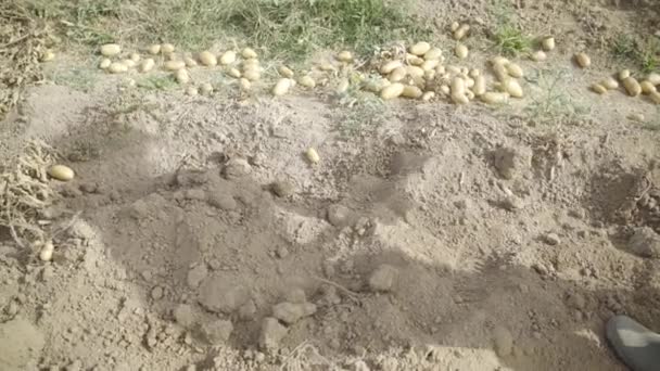 Shadow Silhouette Farmer Using Hoe Picking Potatoes Agricultural Field Male — Stock Video