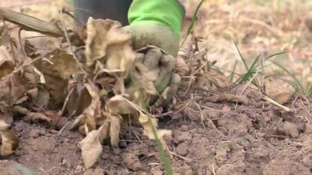 Slowmotion Male Hands Harvesting Fresh Organic Potatoes Soil Man Gathered — Stockvideo
