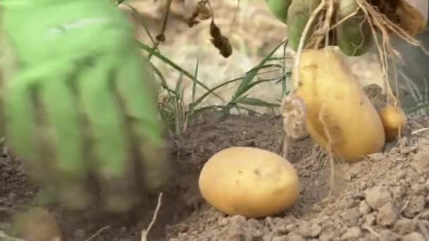 Seville Spain June 2022 Slowmotion Male Farmer Collecting Harvests His — Stockvideo