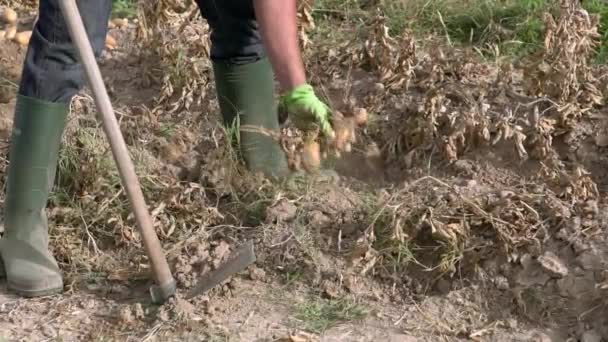 땅에서 유기농 감자를 수확하는 움직임 사람들은 밭에서 감자를 모았다 봄날에 — 비디오
