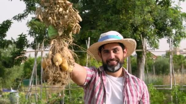 Långsamma Rörelser Ekologiska Grönsaker Färsk Potatis Händerna Manlig Bonde Glada — Stockvideo