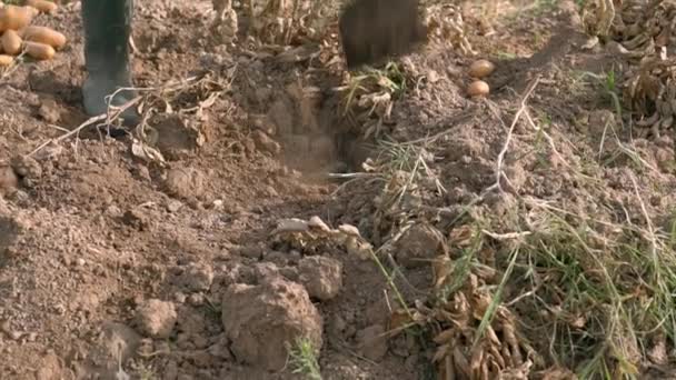 Уповільнення Фермера Використанням Мотузки Збирання Картоплі Сільськогосподарському Полі Чоловік Працівник — стокове відео
