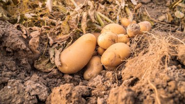 Tarlalarda taze organik patates hasadı yığını. Çiftliğin arka planında filizlenmiş patates yumrusu. Organik sebzeler ve tarım..