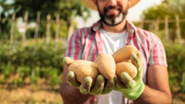 Organik sebzeler. Erkek çiftçinin ellerinde taze patates. Patateslerle ayakta duran neşeli adam tarlada hasat topluyor ve patates tohumlarını gösteriyor.