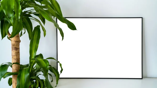 Modern panel with plant in an office room. Minimalist black frame mockup on white background for the design of advertisements. Square frame against a wall.