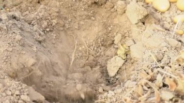 Slowmotion of bearded farmer man with hoe collecting a fresh organic potatoes harvests in the field. Male worker hoeing in agricultural farm plantation. Organic vegetables and agriculture farming.