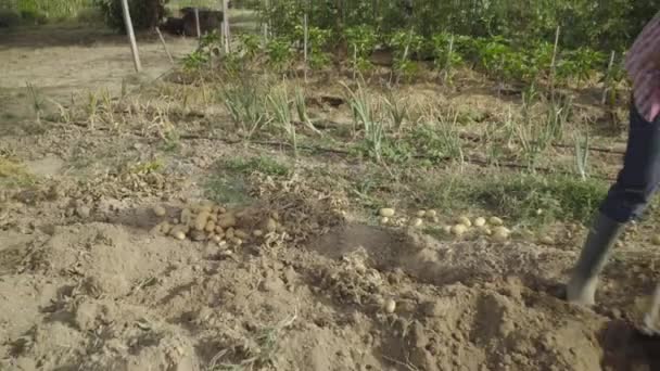 Bearded Farmer Man Heap Fresh Organic Potato Harvest Fields Male — стоковое видео
