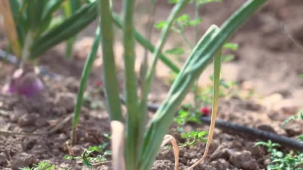 Slowmotion Farm Organic Vegetables Plants Closeup Fresh Onion Bulb Grown — Stockvideo