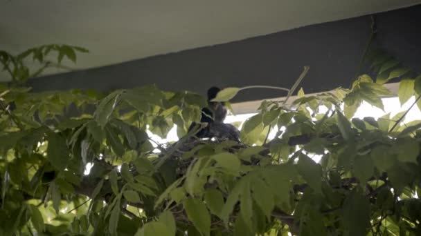 Beautiful Mother Blackbird Feeding Her Nestlings Nest Green Branch Plant — Video Stock