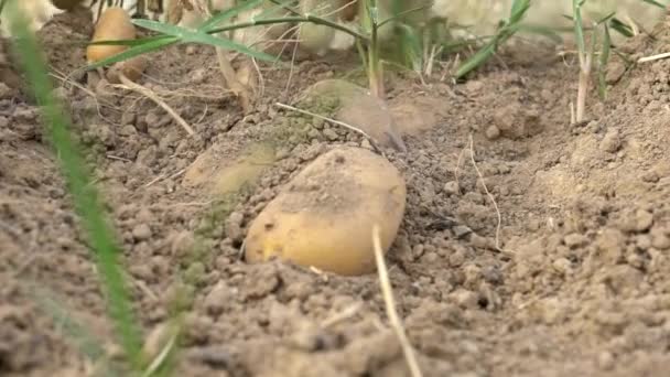 Slowmotion Male Hands Harvesting Fresh Organic Potatoes Soil Man Gathered — Stockvideo