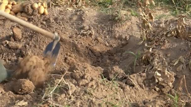 Slowmotion Bearded Farmer Man Hoe Collecting Fresh Organic Potatoes Harvests — Stockvideo