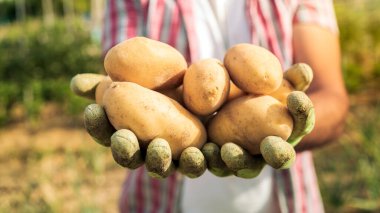 A farmer man with potatoes on hands stands in the agricultural field. Male worker in agricultural farm.
