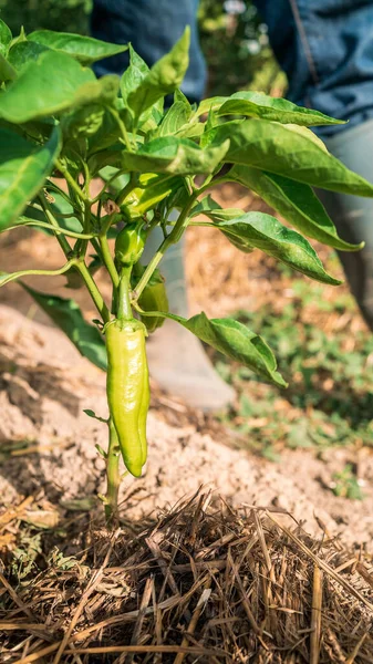 Bush of green pepper in the garden plantation. Beautiful bright peppers on a bush at farm. Appetizing fresh organic vegetables harvest in the field for cooking. Agriculture farming.