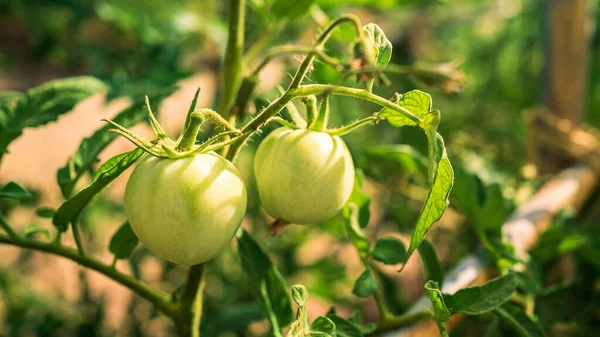 Bush of green tomatoes in the garden plantation. Beautiful bright tomato on a bush at farm. Appetizing fresh organic vegetables harvest in the field for cooking. Agriculture farming.