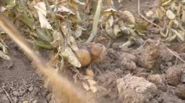 Slowmotion of male farmer collecting harvests his potatoes in the garden. Man gathered potatoes in field. Farmers working on vegetable plantation on spring day