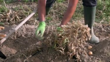 Slowmotion of male farmer collecting harvests his potatoes in the garden. Man gathered potatoes in field. Farmers working on vegetable plantation on spring day