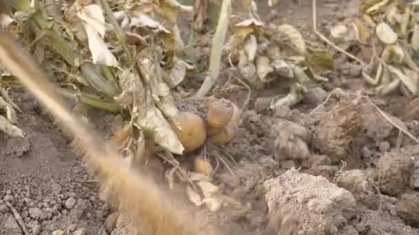 Slowmotion Male Farmer Collecting Harvests His Potatoes Garden Man Gathered — Vídeo de Stock