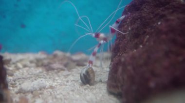 Snapping shrimp is catching a clam underwater ocean. Alpheus randalli hunting a mollusk from a rock. Undersea marine animals in the blue waters on tranquil background.