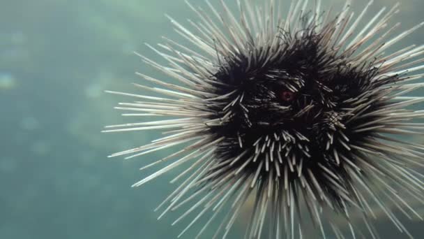 Close Mouth Spiny Black Sea Urchin Water Ocean Dangerous Long — Stok video