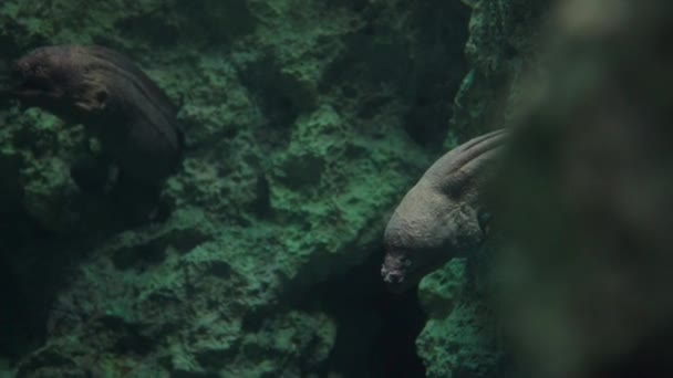Γιγάντιο Χέλι Moray Κολυμπά Έξω Από Την Κρυψώνα Του Κοραλλιογενή — Αρχείο Βίντεο