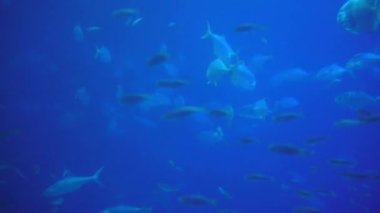 Wild fishes swimming underwater ocean. Watching undersea marine animals moving in the blue water at natural environment on tranquil background.