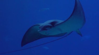 Slowmotion of underwater view of hovering giant oceanic manta ray flying over the sea floor. Mobula birostris floating on water among other fish. Watching undersea fishes and marine animals