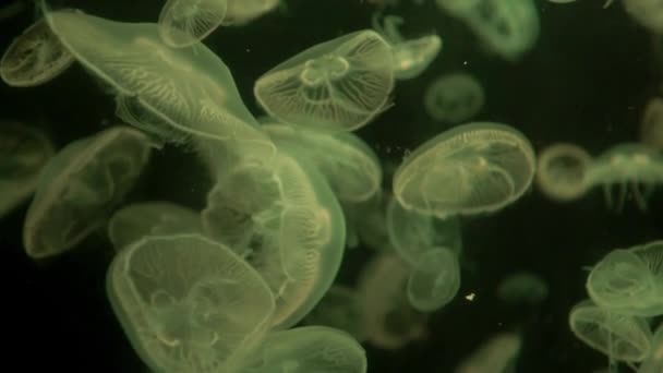 Majestic Glowing Jellyfish Floating Underwater Ocean Fluorescent Barrel Jellyfish Swimming — Stockvideo