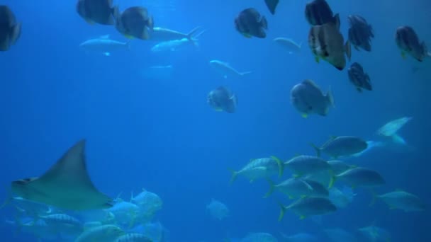 Підводний Вид Гігантську Океанську Манту Літає Над Морським Дном Мобула — стокове відео