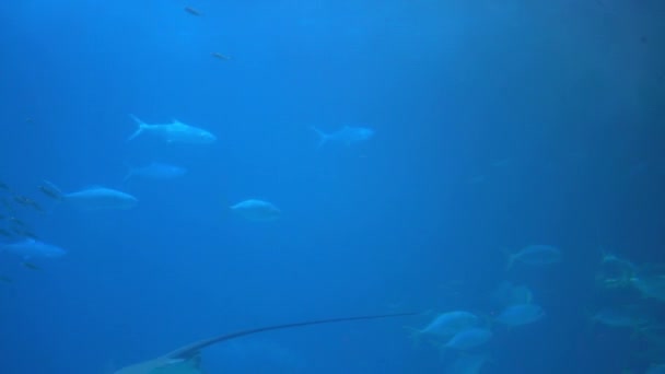 Underwater View Hovering Giant Oceanic Manta Ray Flying Sea Floor — Vídeos de Stock