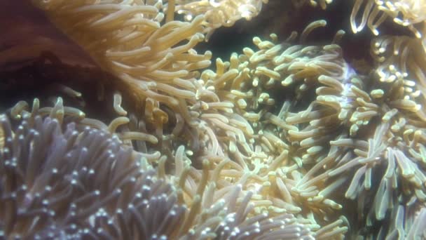 Slowmotion Sea Anemone Tentacles Tropical Coral Reef Habitat Refuge Small — Stok video