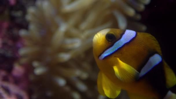 Επιβράδυνση Του Ψεύτικου Anemonefish Κλόουν Nemo Θέα Στο Υποβρύχιο Ένα — Αρχείο Βίντεο