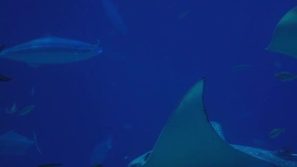 Slowmotion Underwater View Hovering Giant Oceanic Manta Ray Flying Sea — Video