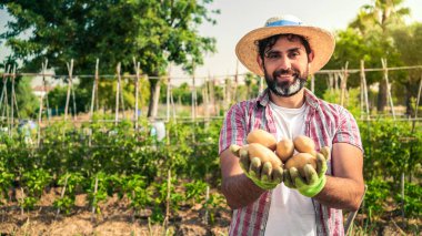 Organik sebzeler. Erkek çiftçinin ellerinde taze patates. Patateslerle ayakta duran neşeli adam tarlada hasat topluyor ve patates tohumlarını gösteriyor, kameraya bakıyor.