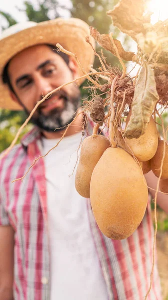 Portrait of a modern bearded farmer man with potatoes on hands looking at camera smile and stands in the agricultural field. Cheerful male worker in agricultural farm.