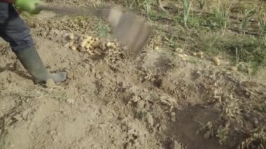 Seville, Spain-15 June, 2022: Bearded farmer man with hoe collecting organic potatoes harvests in field. Male worker hoeing in agricultural farm plantation. Organic vegetables and agriculture farming.