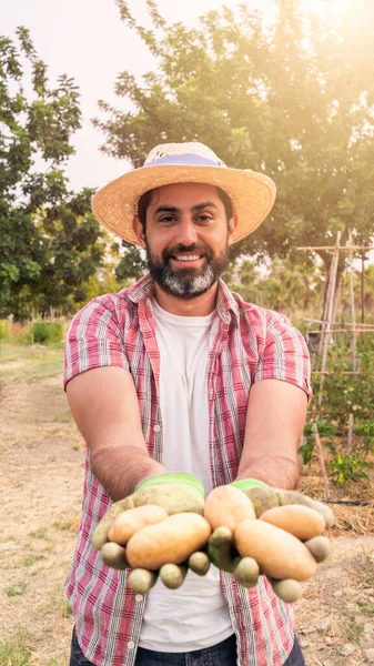 Portrait of a modern bearded farmer man with potatoes on hands looking at camera smile and stands in the agricultural field. Cheerful male worker in agricultural farm.