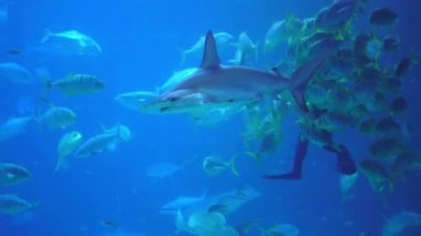 Shark swimming underwater ocean. Watching undersea marine animals cruising in the blue waters at natural environment on tranquil background.