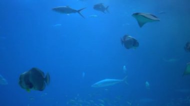 Underwater view of hovering giant oceanic manta ray flying over the sea floor. Mobula birostris floating on water among other fish. Watching undersea fishes and marine animals