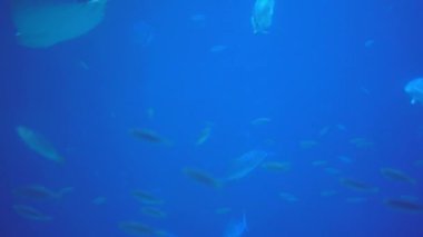 Wild fishes swimming underwater ocean. Watching undersea marine animals moving in the blue water at natural environment on tranquil background.
