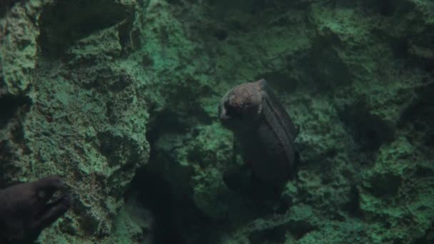 Γιγάντιο Χέλι Moray Κολυμπά Έξω Από Την Κρυψώνα Του Κοραλλιογενή — Αρχείο Βίντεο