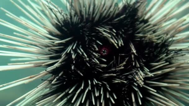 Slowmotion Mouth Spiny Black Sea Urchin Water Ocean Close Dangerous — Stock Video